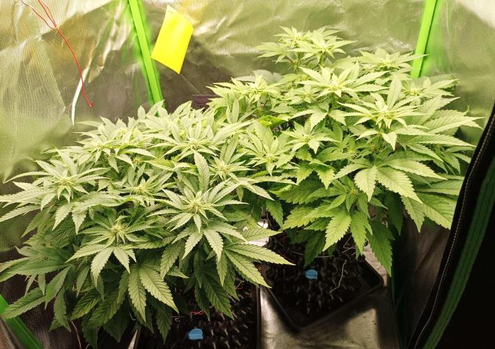 White Widow. Week 16