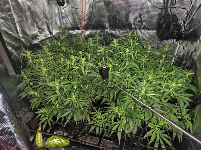 Papaya Cookies Auto First Grow. Week 7 - Very Sea of Green first grow. Learning whatever I can.