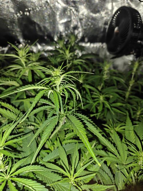 Papaya Cookies Auto First Grow. Week 7