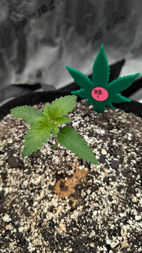 Blueberry. Week 1