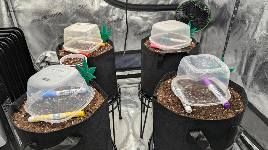 Grow #6: Stardawg and Strawberry Cough. Week 0