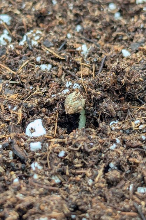 Grow #6: Stardawg and Strawberry Cough. Week 0