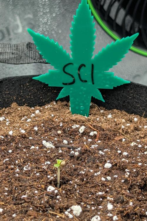 Grow #6: Stardawg and Strawberry Cough. Week 0
