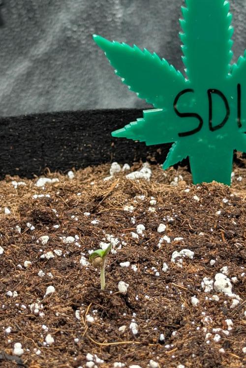 Grow #6: Stardawg and Strawberry Cough. Week 0