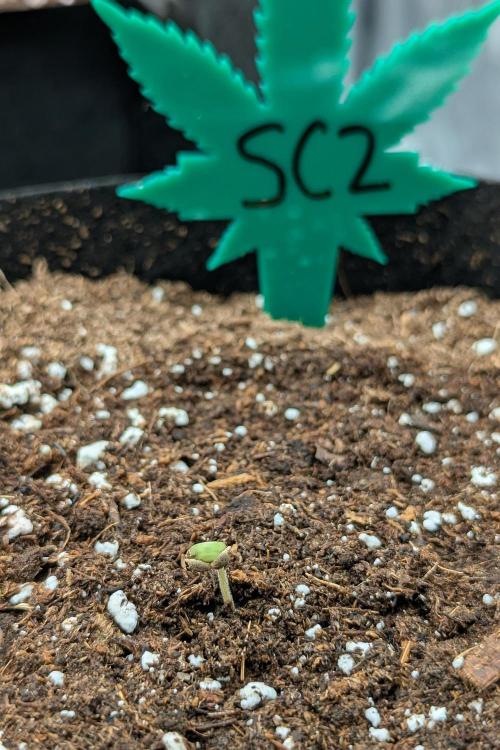 Grow #6: Stardawg and Strawberry Cough. Week 0