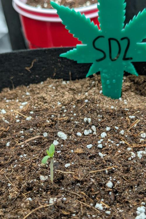 Grow #6: Stardawg and Strawberry Cough. Week 0