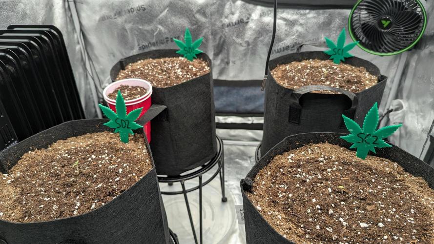 Grow #6: Stardawg and Strawberry Cough. Week 0