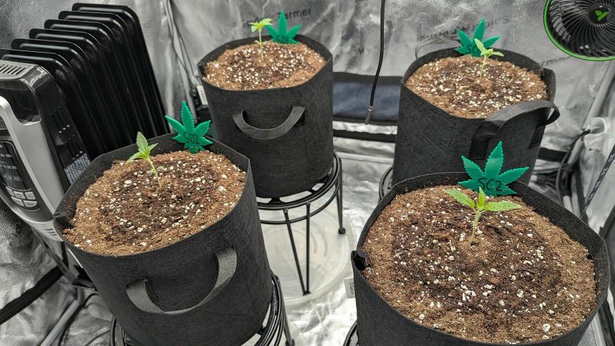 Grow #6: Stardawg and Strawberry Cough. Week 1