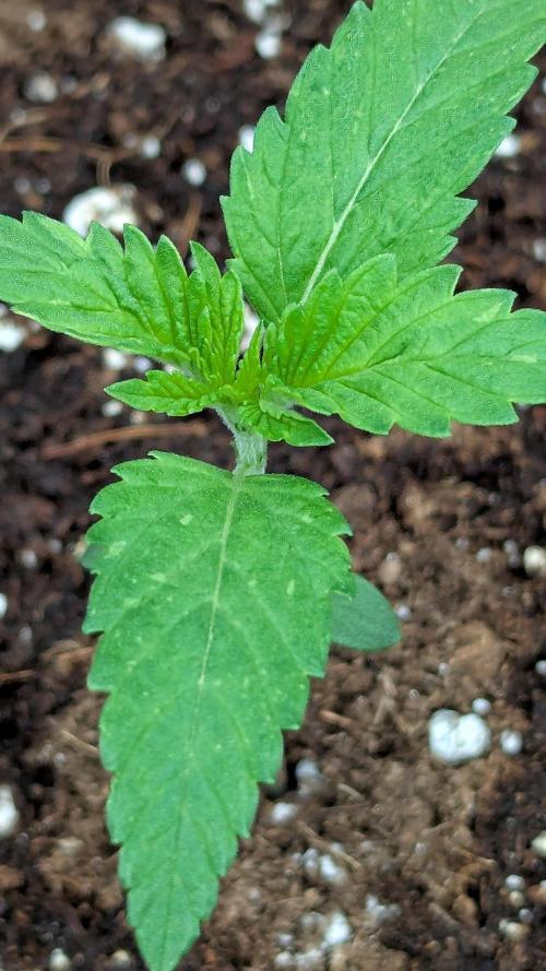 Grow #6: Stardawg and Strawberry Cough. Week 1