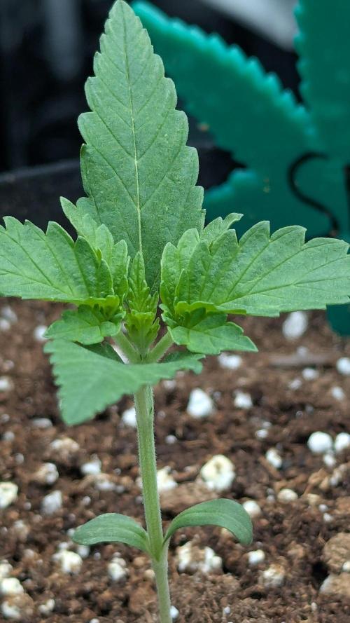 Grow #6: Stardawg and Strawberry Cough. Week 1