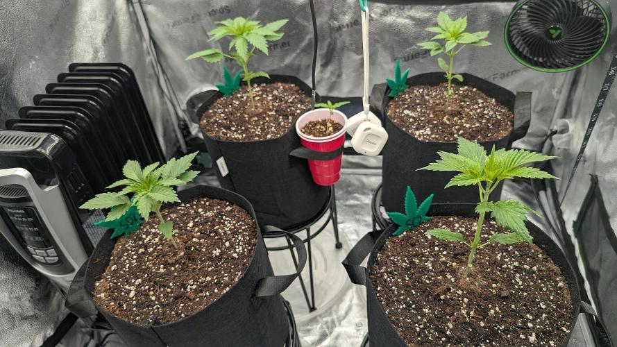 Grow #6: Stardawg and Strawberry Cough. Week 2 - Before topping
