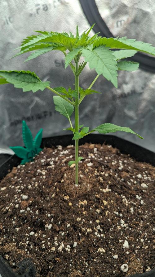 Grow #6: Stardawg and Strawberry Cough. Week 2 - SD1 before topping