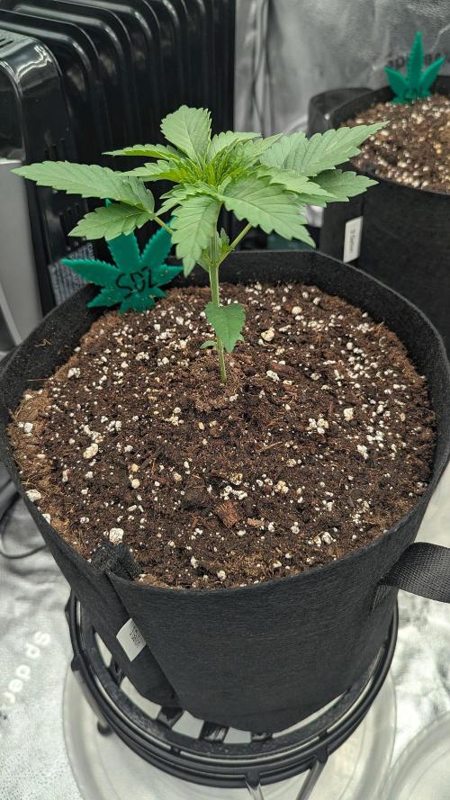 Grow #6: Stardawg and Strawberry Cough. Week 2 - SD2 before topping
