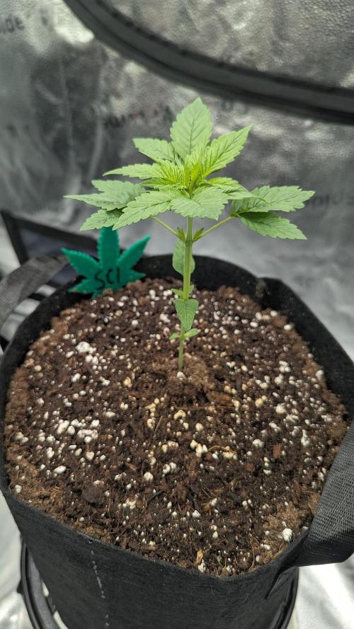 Grow #6: Stardawg and Strawberry Cough. Week 2 - SC1 before topping