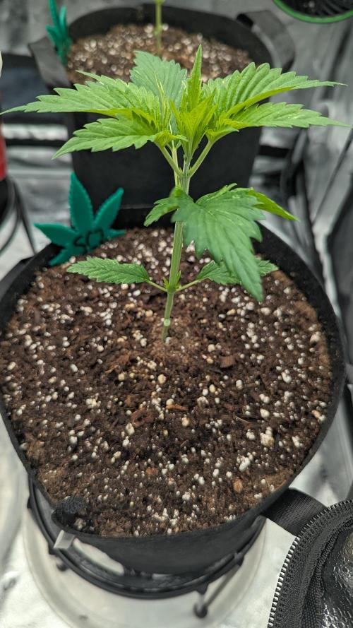 Grow #6: Stardawg and Strawberry Cough. Week 2
