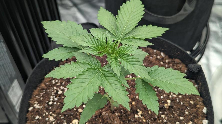 Grow #6: Stardawg and Strawberry Cough. Week 2
