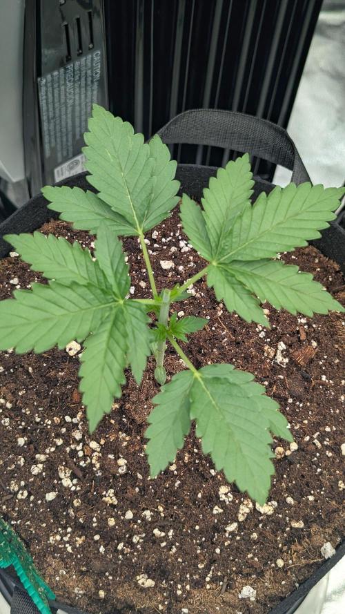 Grow #6: Stardawg and Strawberry Cough. Week 2