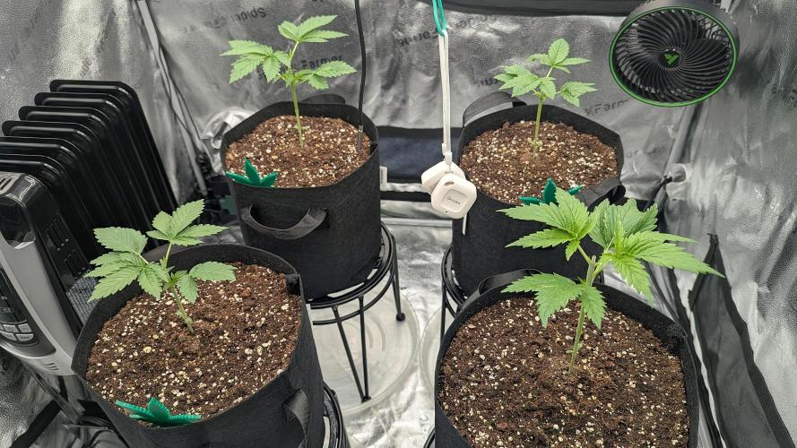 Grow #6: Stardawg and Strawberry Cough. Week 2