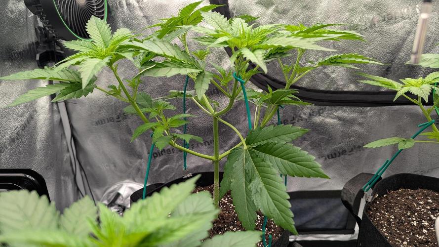 Grow #6: Stardawg and Strawberry Cough. Week 3 - SD1