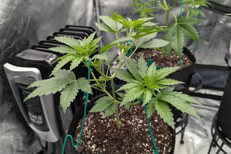 Grow #6: Stardawg and Strawberry Cough. Week 3 - SD2