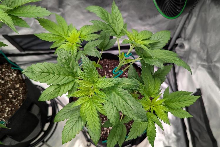 Grow #6: Stardawg and Strawberry Cough. Week 3 - SC1