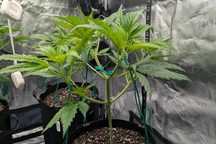 Grow #6: Stardawg and Strawberry Cough. Week 3 - SC2