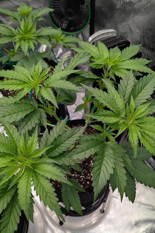 Grow #6: Stardawg and Strawberry Cough. Week 3 - SD1