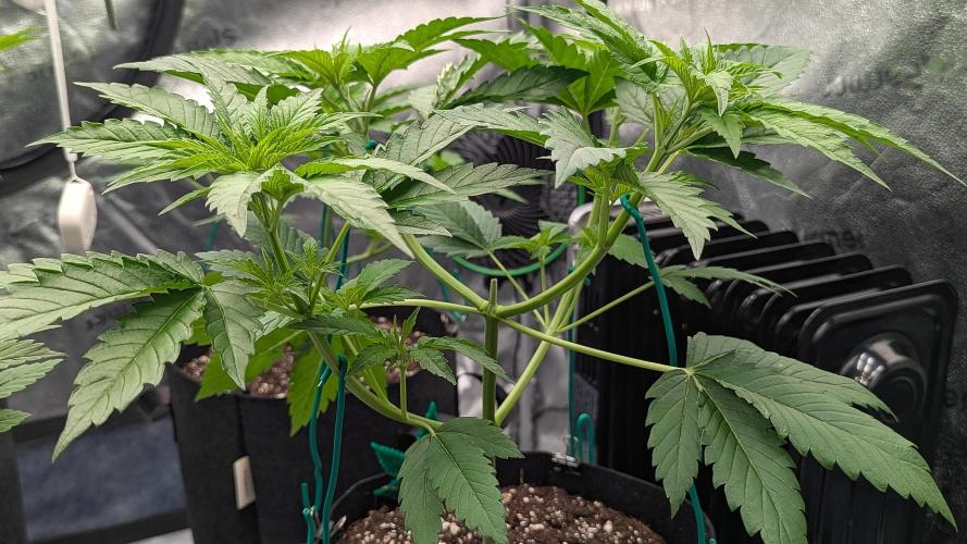 Grow #6: Stardawg and Strawberry Cough. Week 3 - SD1