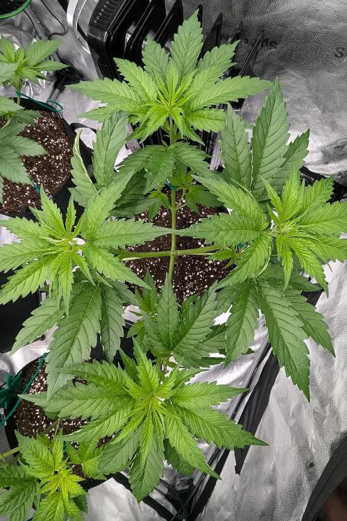 Grow #6: Stardawg and Strawberry Cough. Week 3 - SD1. The four-headed monsters are alive! 