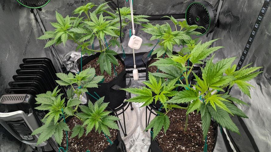 Grow #6: Stardawg and Strawberry Cough. Week 3