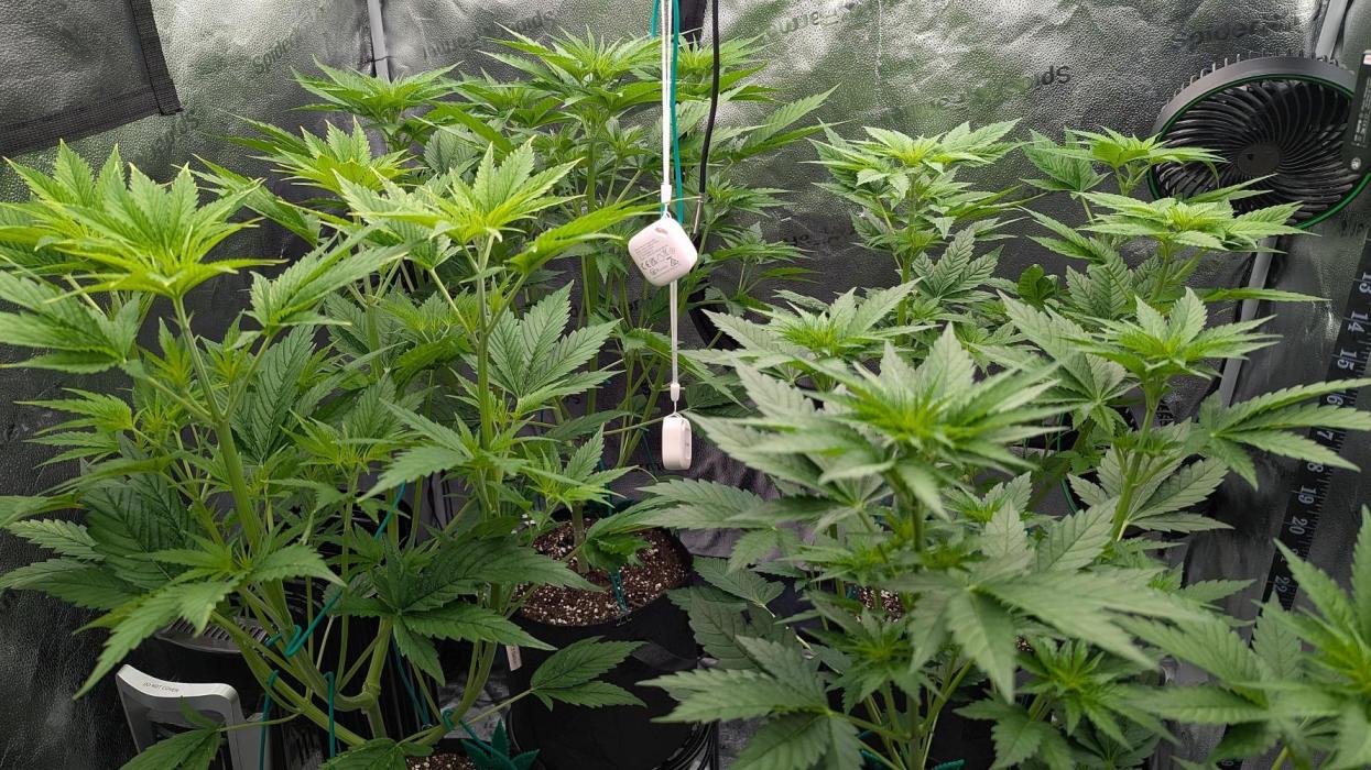 Grow #6: Stardawg and Strawberry Cough. Week 4