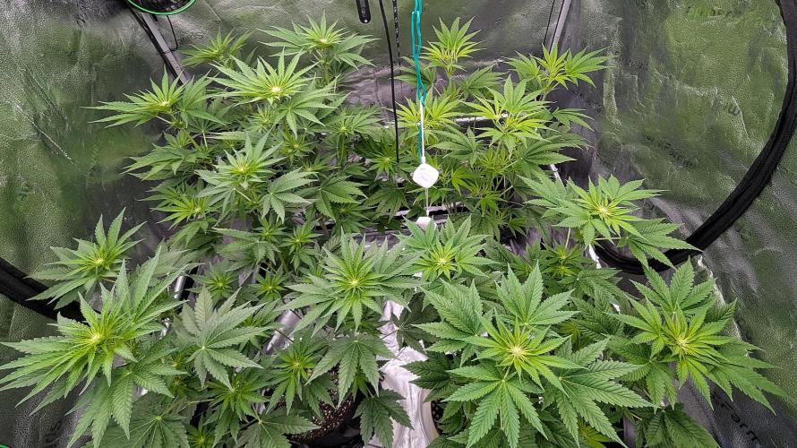 Grow #6: Stardawg and Strawberry Cough. Week 5