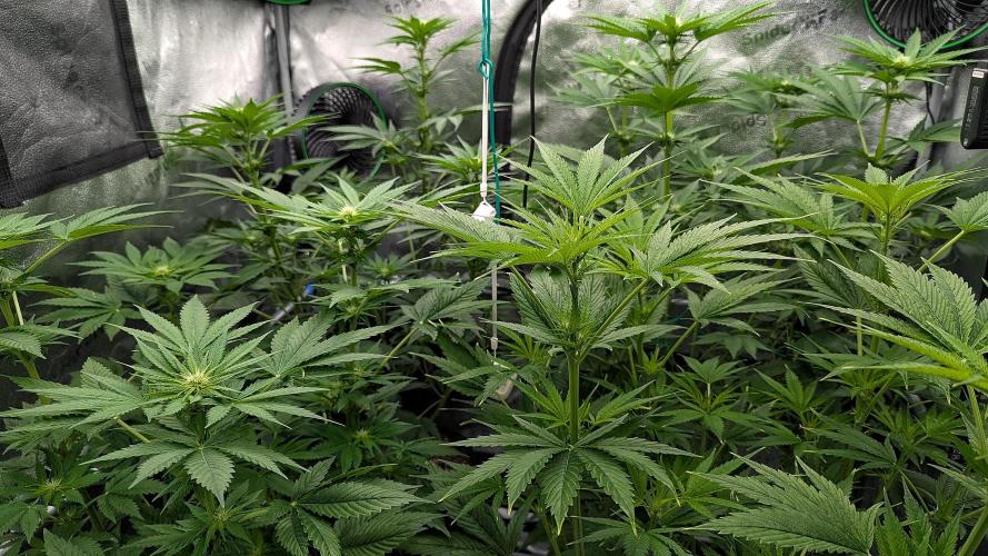 Grow #6: Stardawg and Strawberry Cough. Week 5