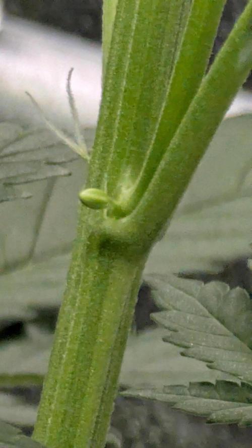 Grow #6: Stardawg and Strawberry Cough. Week 5 - Isolated pollen sacs on lower-mid nodes of SD1-2; promptly removed