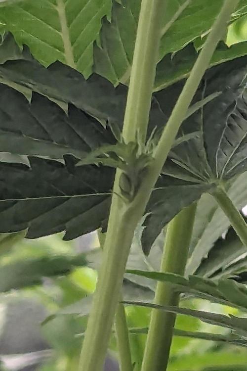 Grow #6: Stardawg and Strawberry Cough. Week 5 - Isolated pollen sacs on lower-mid nodes of SD1-2; promptly removed