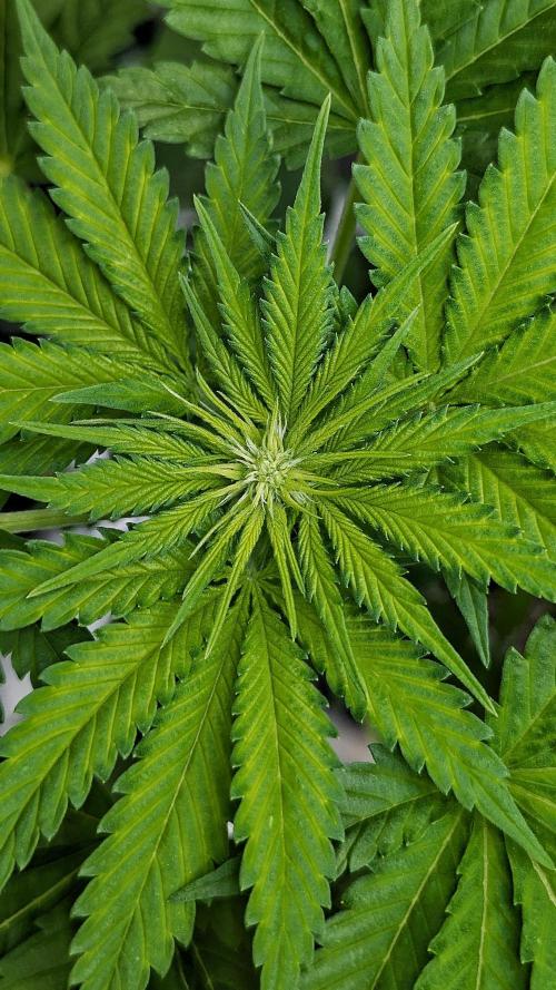 Grow #6: Stardawg and Strawberry Cough. Week 5 - SC1