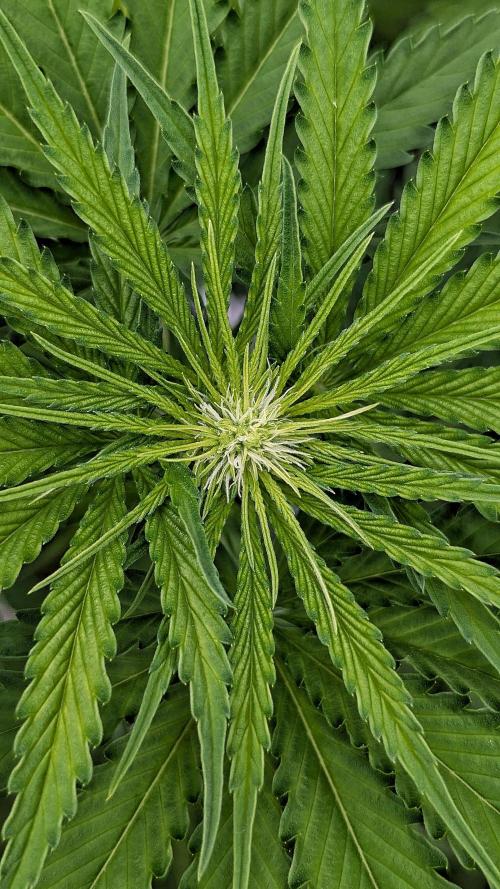 Grow #6: Stardawg and Strawberry Cough. Week 5 - SD1