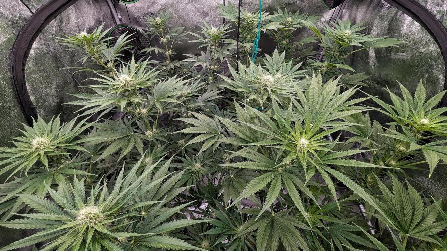 Grow #6: Stardawg and Strawberry Cough. Week 6