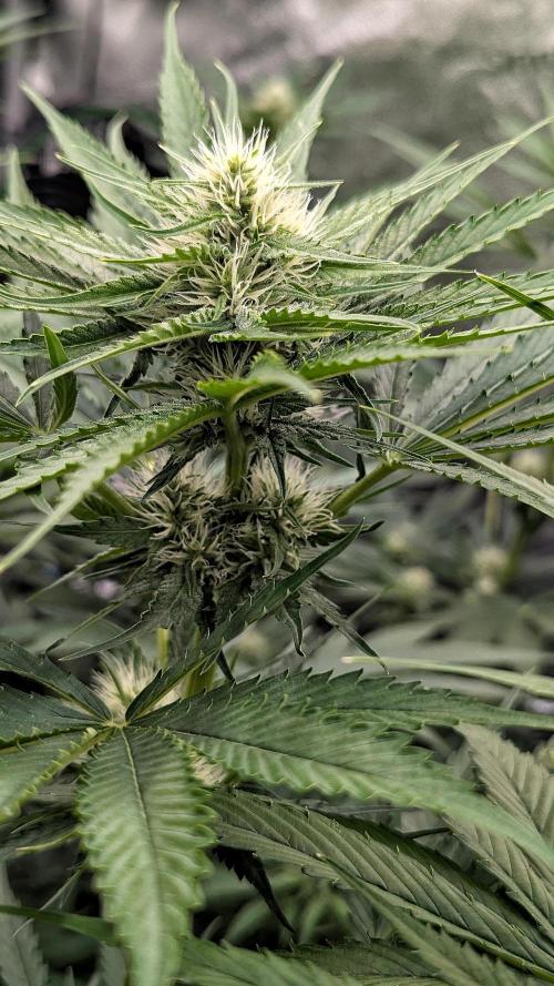 Grow #6: Stardawg and Strawberry Cough. Week 6 - SD1