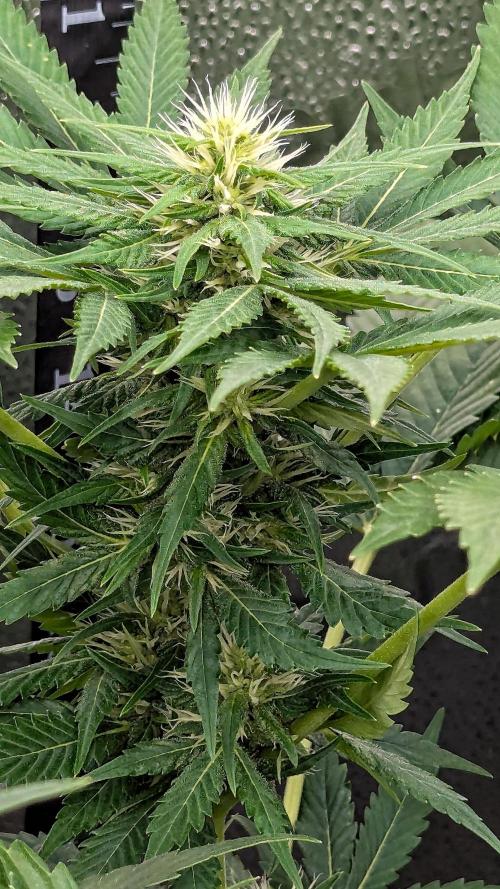 Grow #6: Stardawg and Strawberry Cough. Week 6 - SC2