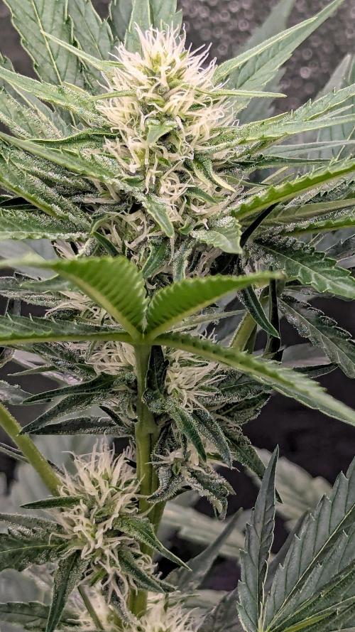Grow #6: Stardawg and Strawberry Cough. Week 6 - SD2