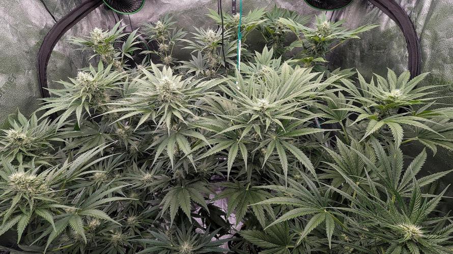 Grow #6: Stardawg and Strawberry Cough. Week 7
