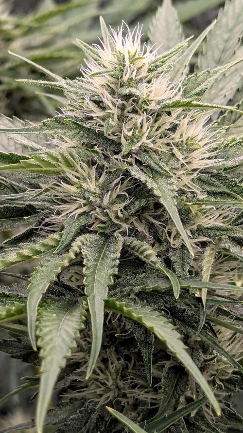 Grow #6: Stardawg and Strawberry Cough. Week 7 - SD1