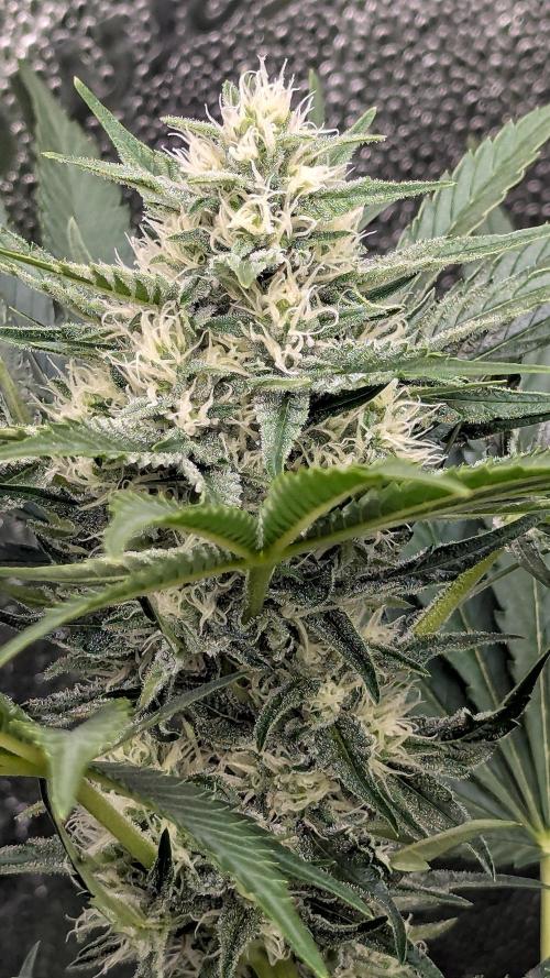 Grow #6: Stardawg and Strawberry Cough. Week 7 - SD2