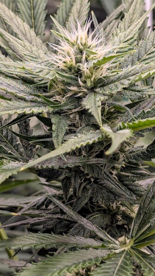 Grow #6: Stardawg and Strawberry Cough. Week 7 - SC2