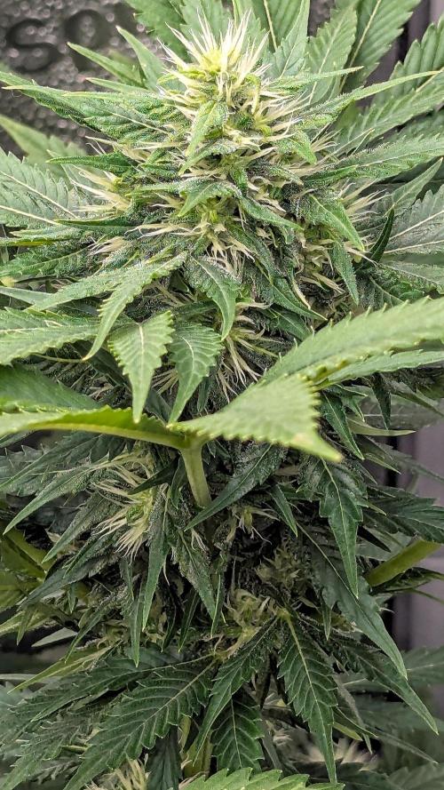 Grow #6: Stardawg and Strawberry Cough. Week 7 - SC1