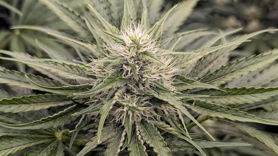 Grow #6: Stardawg and Strawberry Cough. Week 7 - SD1