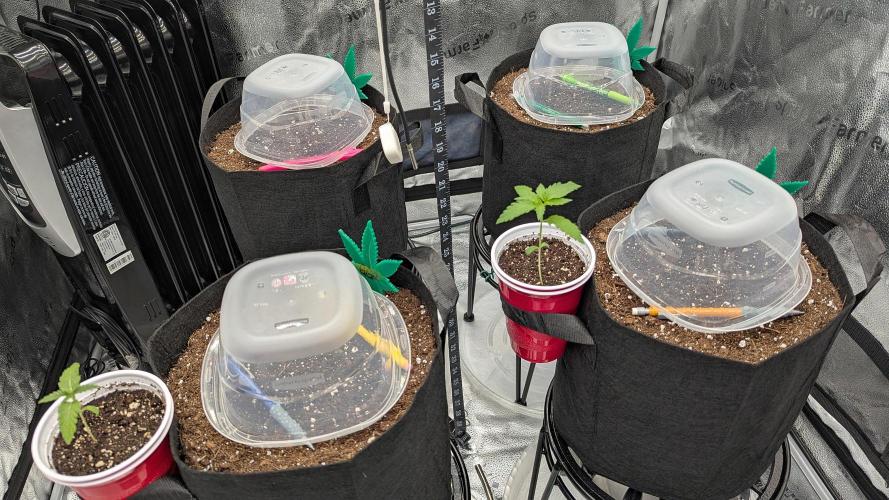 Growing Granddaddy Purple. Week 0