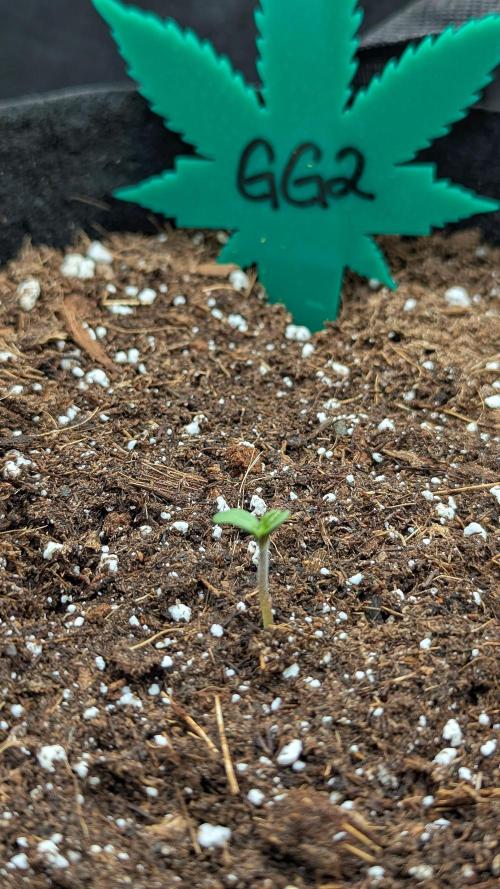 Growing Granddaddy Purple. Week 0
