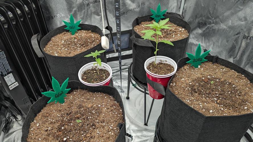 Growing Granddaddy Purple. Week 0 - Ignore the solo cup plants (starts for friends)